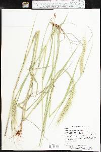 Elymus canadensis var. canadensis image