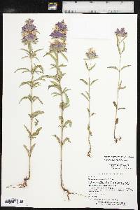 Monarda citriodora image