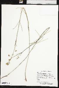 Mirabilis linearis var. linearis image