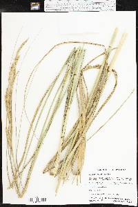 Spartina pectinata image