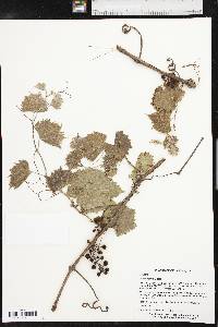 Vitis acerifolia image