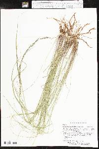 Eragrostis curvula image