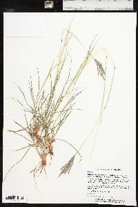 Bothriochloa ischaemum image