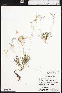 Phemeranthus calycinus image