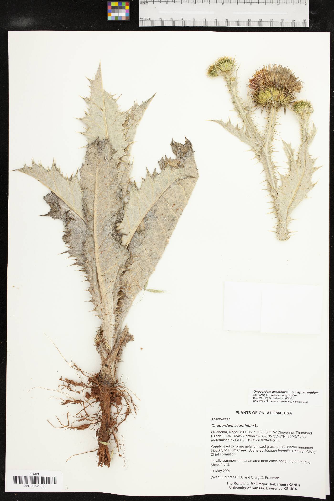 Onopordum acanthium subsp. acanthium image