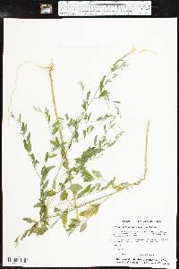 Chenopodium standleyanum image