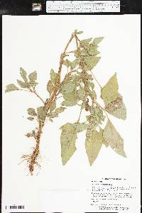 Amaranthus retroflexus image