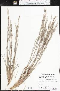 Schizachyrium scoparium subsp. scoparium image