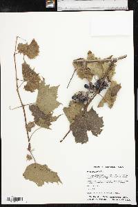 Vitis acerifolia image