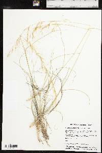 Aristida purpurea var. purpurea image