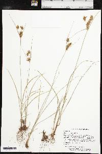 Cyperus schweinitzii image