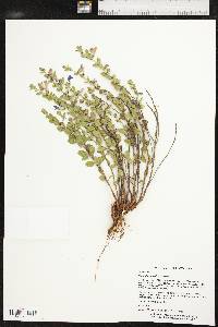 Scutellaria resinosa image