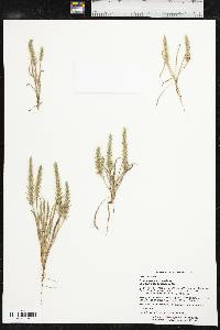 Plantago patagonica image