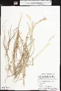 Bothriochloa laguroides subsp. torreyana image