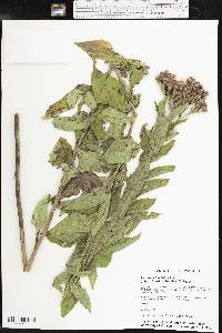 Vernonia baldwinii image