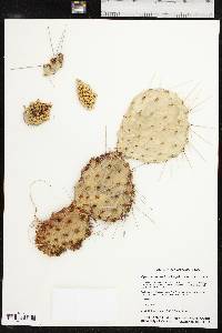 Opuntia tortispina image