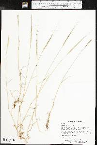 Aegilops cylindrica image