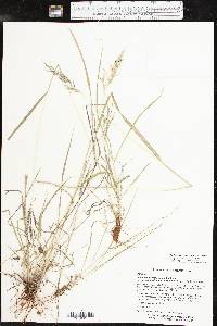 Bothriochloa bladhii image