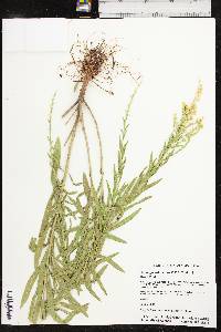 Solidago altiplanities image