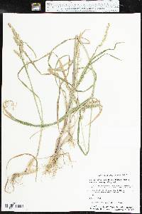 Echinochloa muricata var. microstachya image