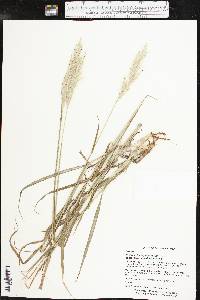 Bothriochloa laguroides image