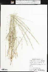 Aristida purpurascens var. purpurascens image