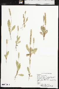 Plantago rhodosperma image