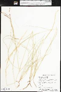 Aristida purpurea var. wrightii image