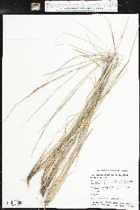 Schizachyrium scoparium subsp. scoparium image