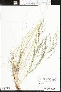 Eragrostis curvula image