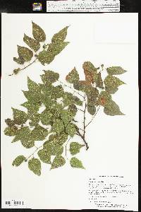 Celtis reticulata image