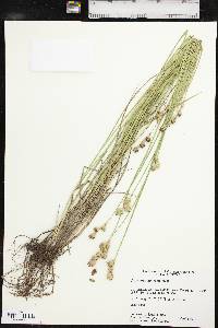 Carex tetrastachya image