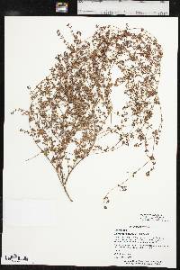 Euphorbia cordifolia image