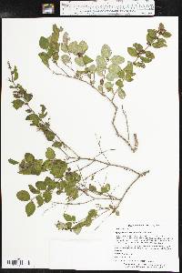 Symphoricarpos orbiculatus image