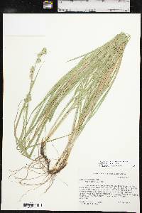 Carex tetrastachya image