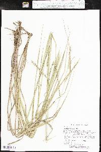 Paspalum floridanum image