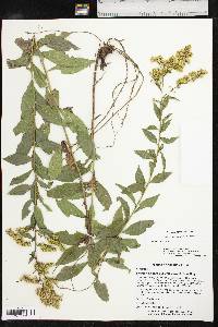 Solidago delicatula image