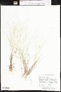 Eragrostis capillaris image