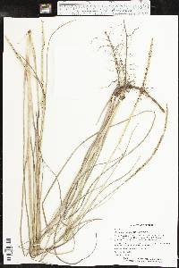 Paspalum monostachyum image