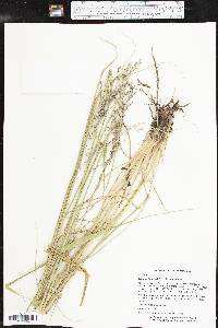 Tridens flavus var. flavus image