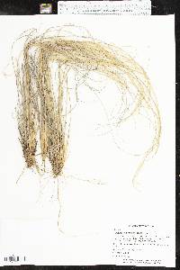 Muhlenbergia capillaris image