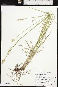 Carex tetrastachya image