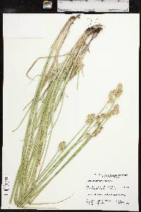 Carex tetrastachya image