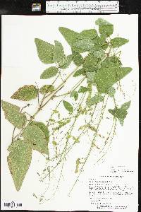 Desmodium canescens image