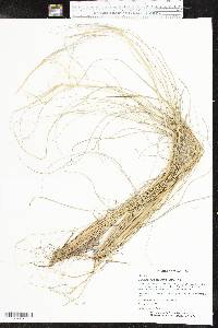 Muhlenbergia capillaris image