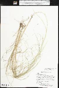 Aristida purpurascens image