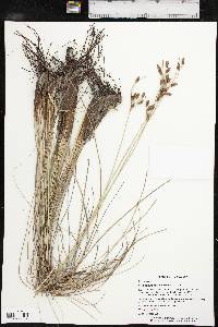 Fimbristylis castanea image