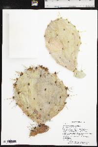 Opuntia engelmannii image