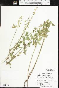 Desmodium ciliare image