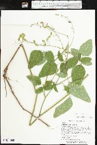 Desmodium canescens image